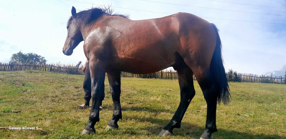 Vnd harmăsar 1500 de euro