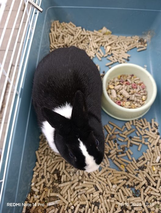 Продаются кролики