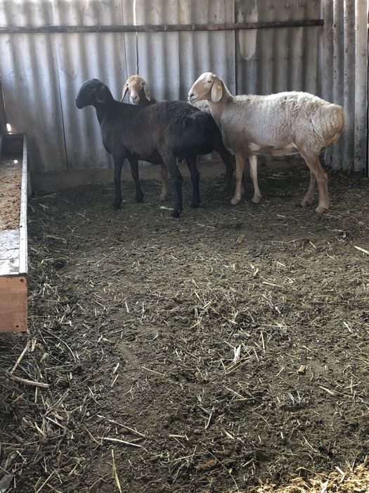 Продам маток арашан покрытые