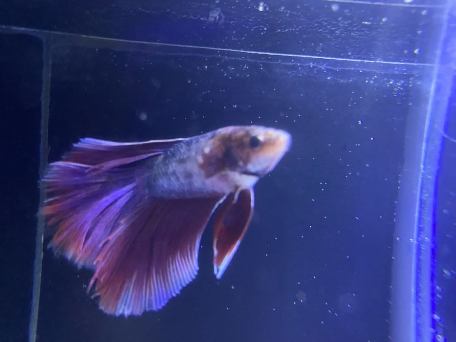 beta / Petushok kislarodsiz yashaydigan baliq