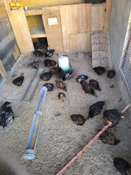 Wyandotte gsg  Argeș