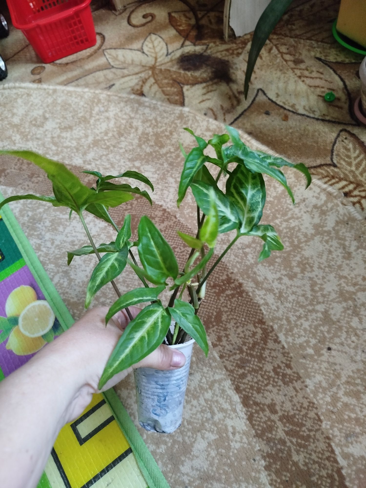 Продам цветок разновидность Сингониума