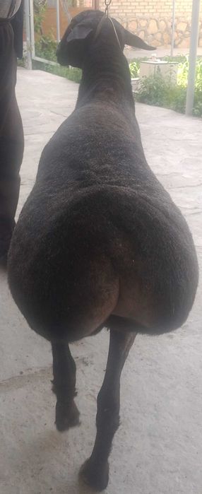 Arzon Semiz Chiroyli Har xil Qochqorlar sotiladi