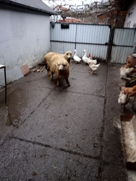 Vând berbec  de aproape un an