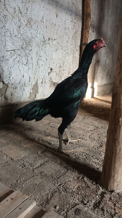 Toza jujalar sotiladi