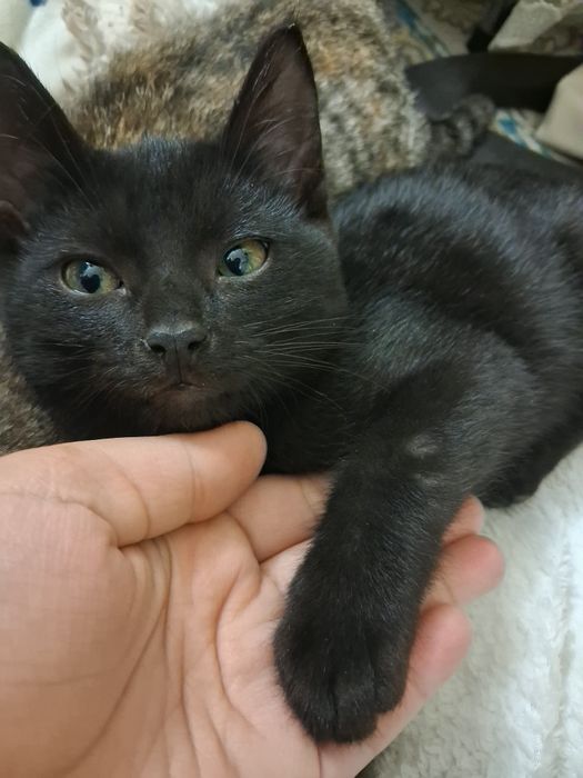 Mushuk bolasi hadiyaga