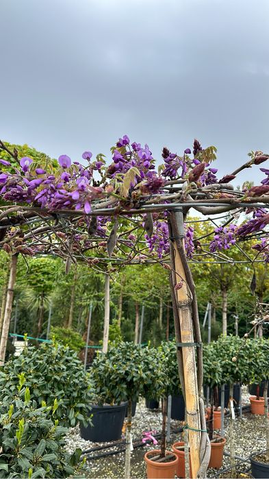 Tuia brazi maslini ilex pohtinia bosai spirale pom-pom cedru evonimius