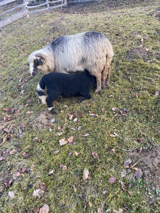 Vand oaie cu mieluta