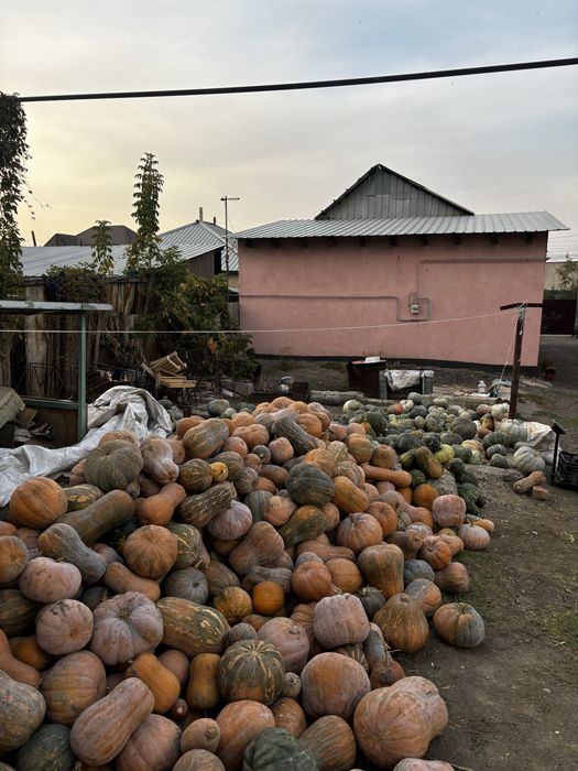 Продам тыкву опт. И в розницу звоните