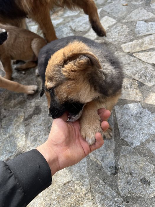 Немска офчарка 3 месеца