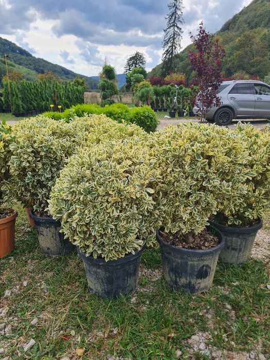 Plante ornamentale