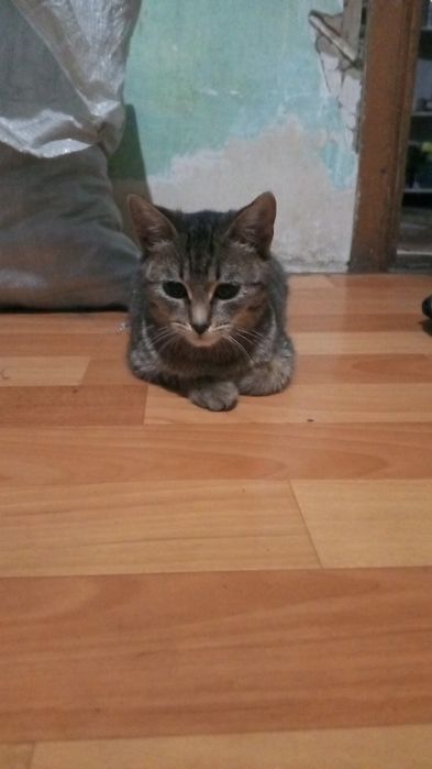 Животные котята в добрые руки