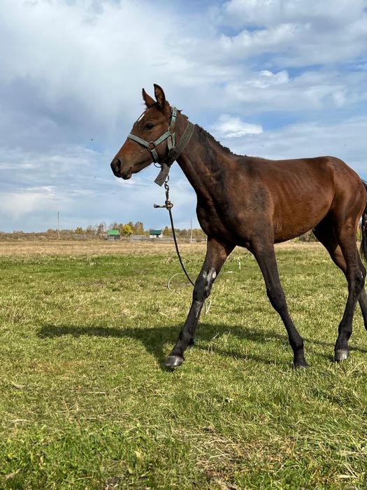 Кобылка 7 месяцев от породистых родителей. Ручная