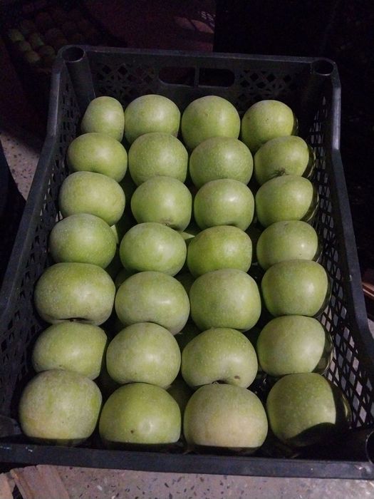 semernka olma xaladenikda turibdi sotiladi