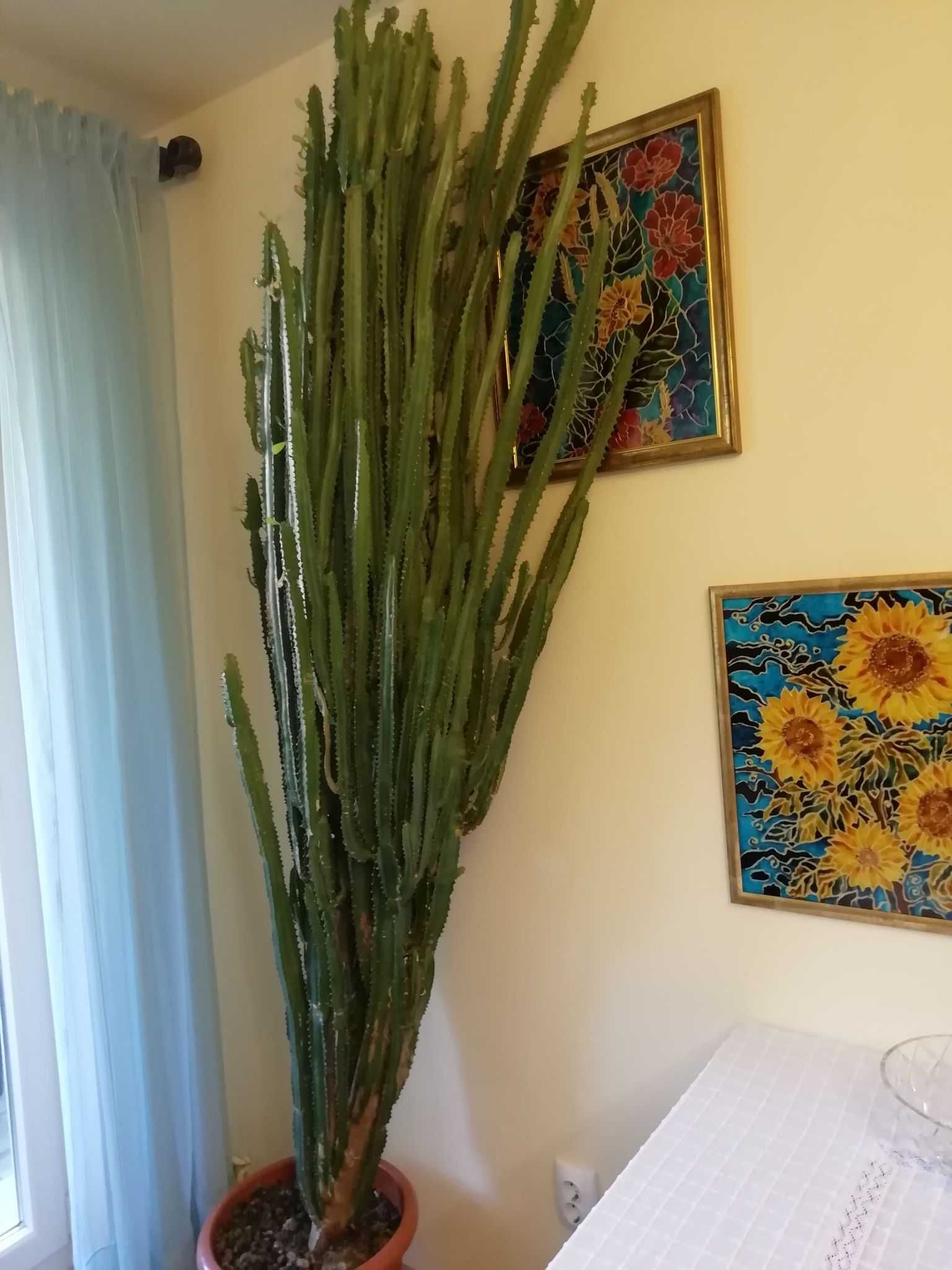cactus euphorbia
