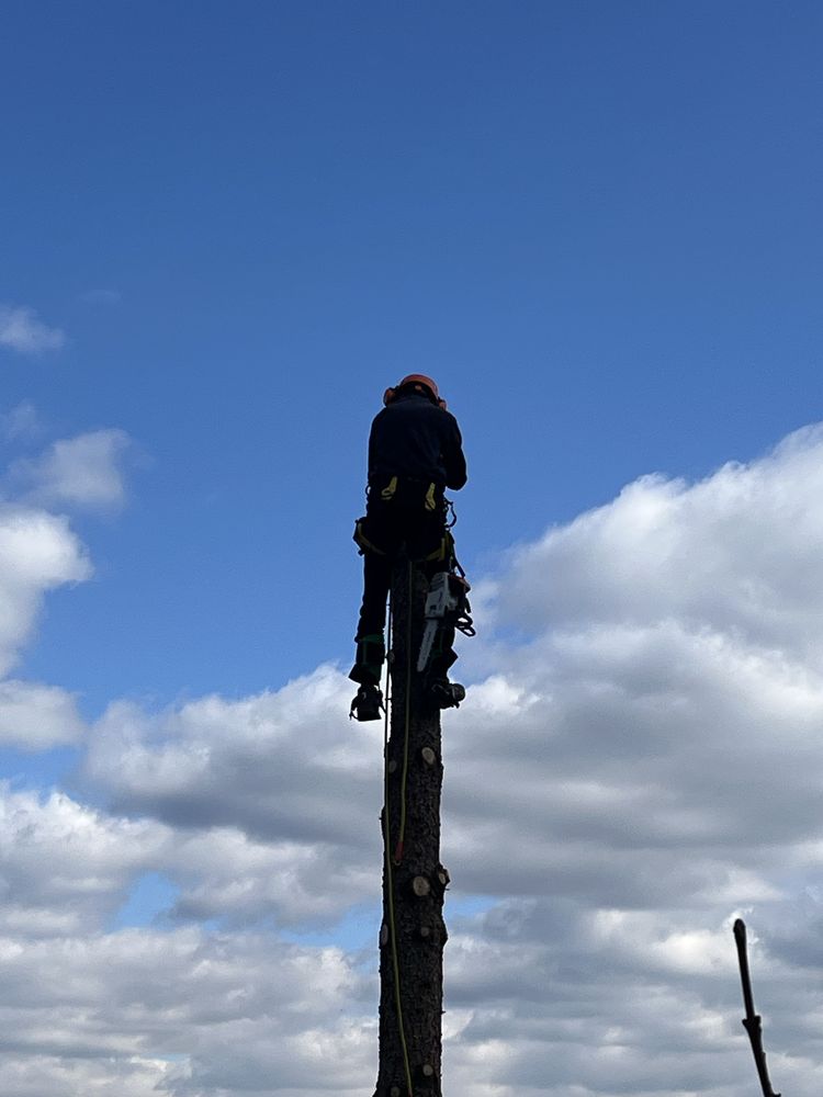 Рязане на опасни дървета в половин България / Арборист / Arborist /