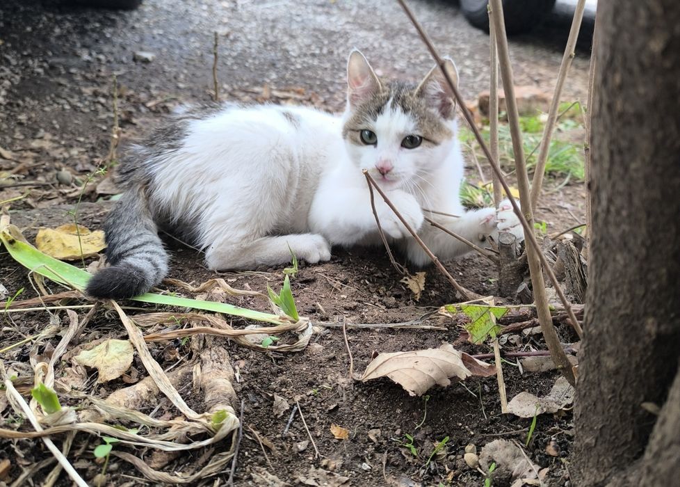 Котенце търси дом