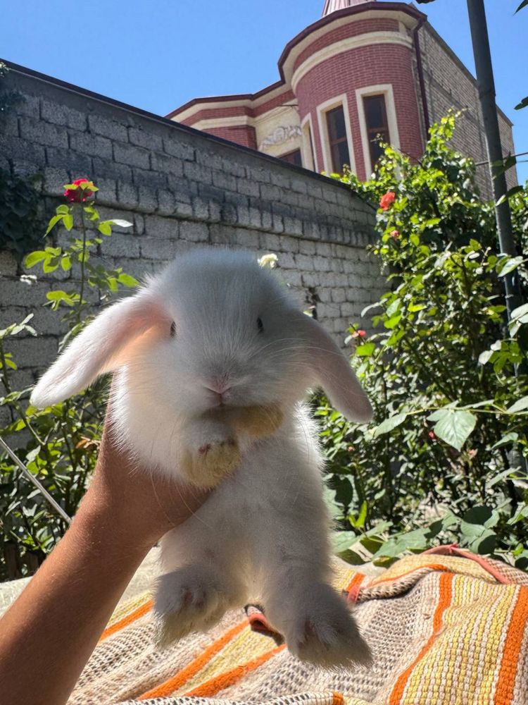 Срочно продам крольчат