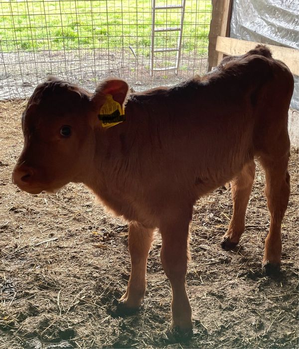 Vițica Limuzin sugara