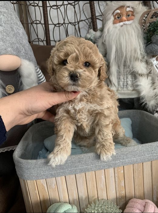 Пудел тийкъп /малтипу maltipoo / пудел той момиче