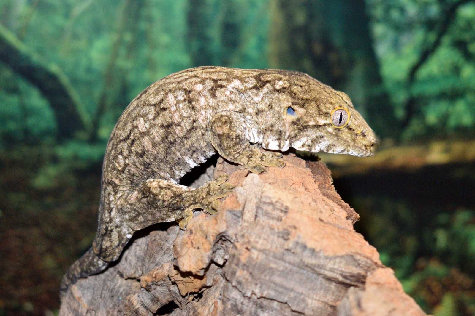 Leachianus gecko (Rhacodactylus leachianus, giant gecko)