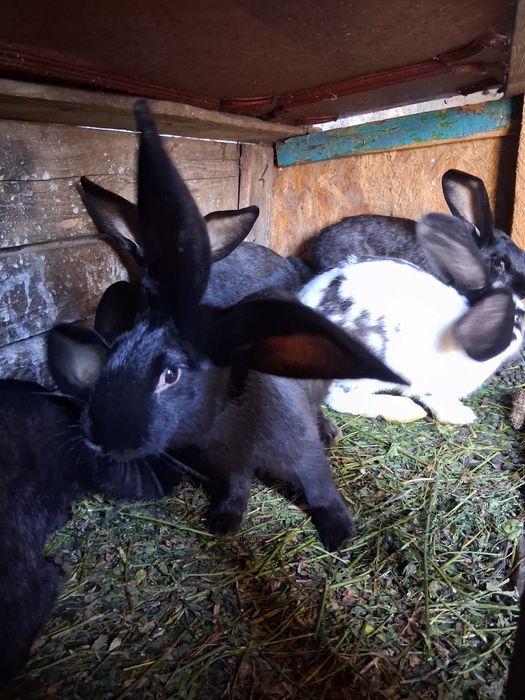 Vând Iepuri,au vârsta de 4 luni,frumoși si sănătoși,50 de lei bucata.