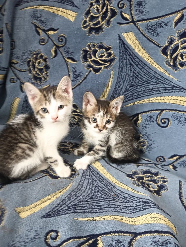 Котята котята...