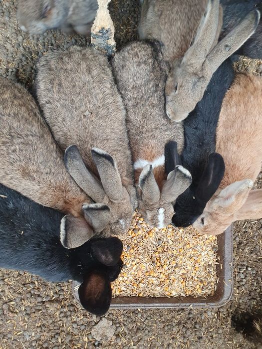 Iepuri de vânzare – 25-50 lei | Județul Arad