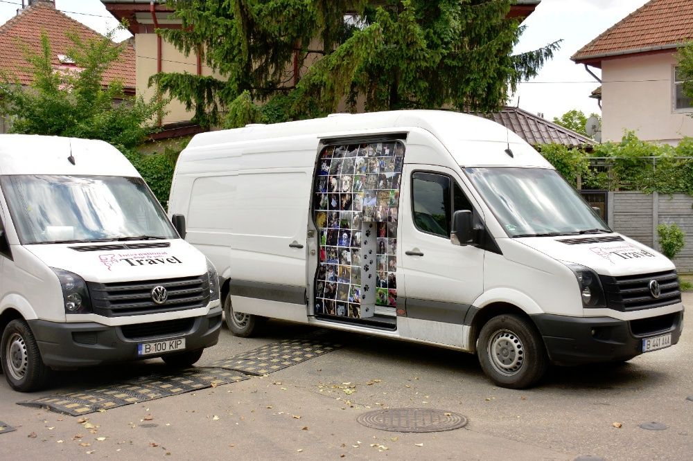 Transport caini si pisici Romania - Germania