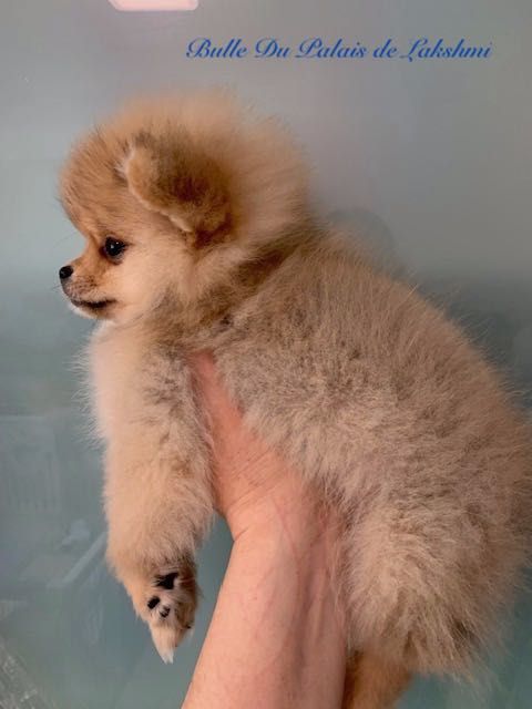 Pomeranian FCI pedigree