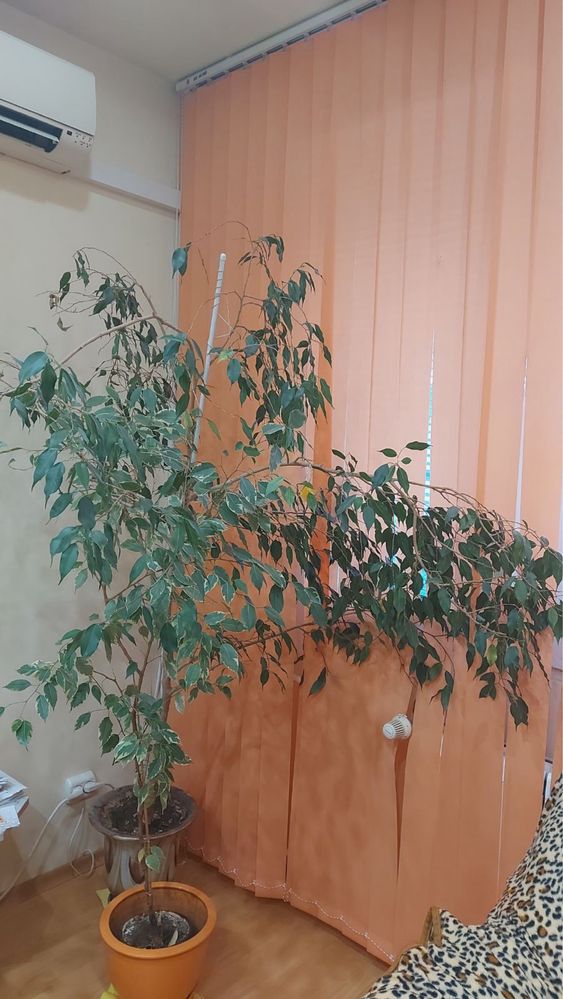 Фикус Бенджамин