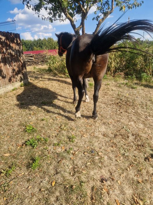 Vînd mînză gestantă