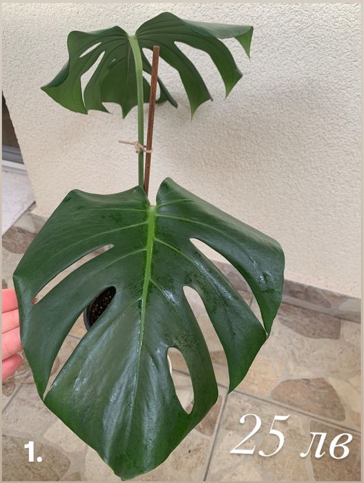 Монстера (Monstera Deliciosa)