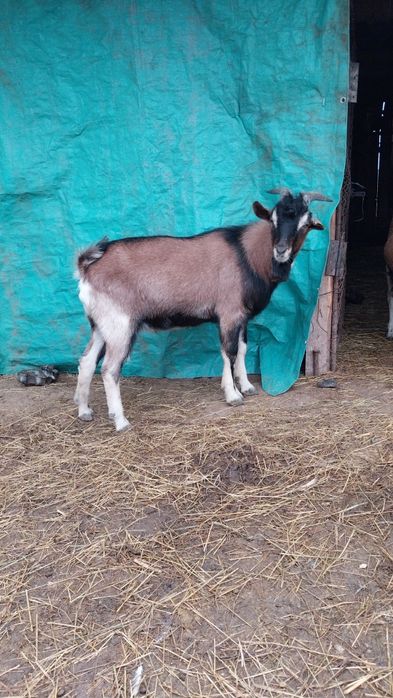 Vând țap alpin francez