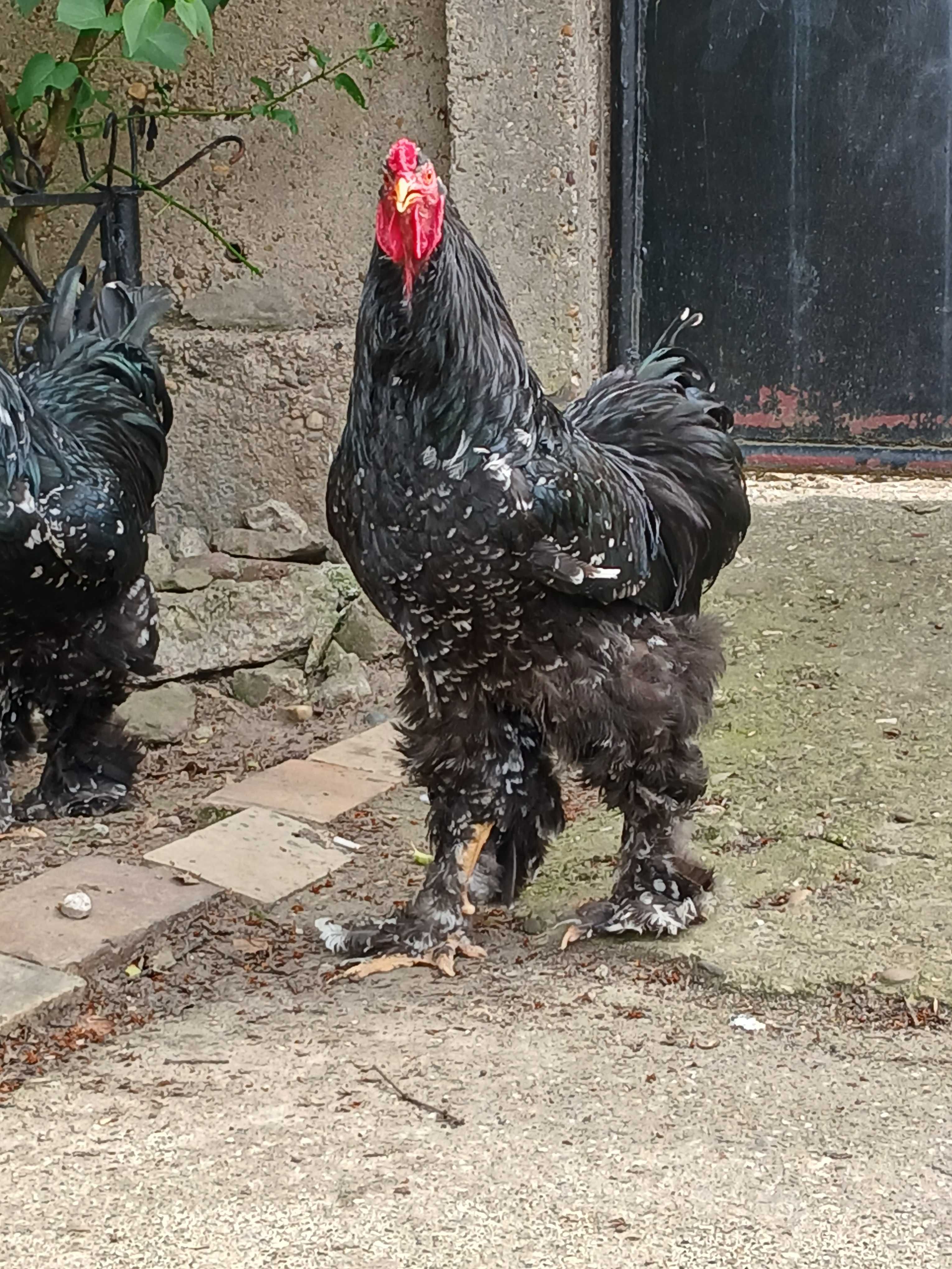 Vind familie găini brahma NEGRU BOBAT.