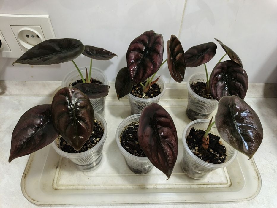 Продаются алоказии Ред Сикред, Мело