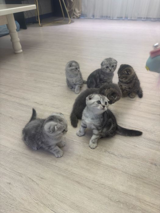 Продаются очаровательные котята!
