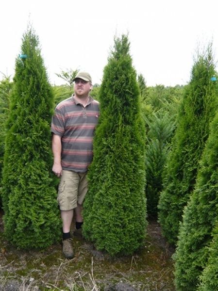 Thuja occidentalis smaragd ( tuia smarald ) gard viu vesnic verde