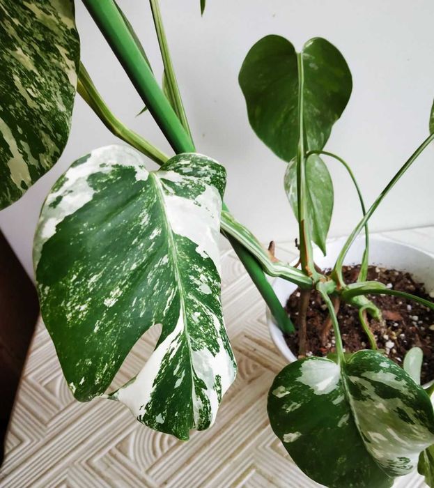 Монстера Альба -экзотика в вашем доме