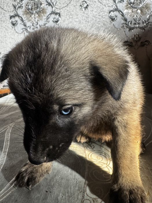 Продаеться 7 щинят хаски, неоторые с окрсом матери,