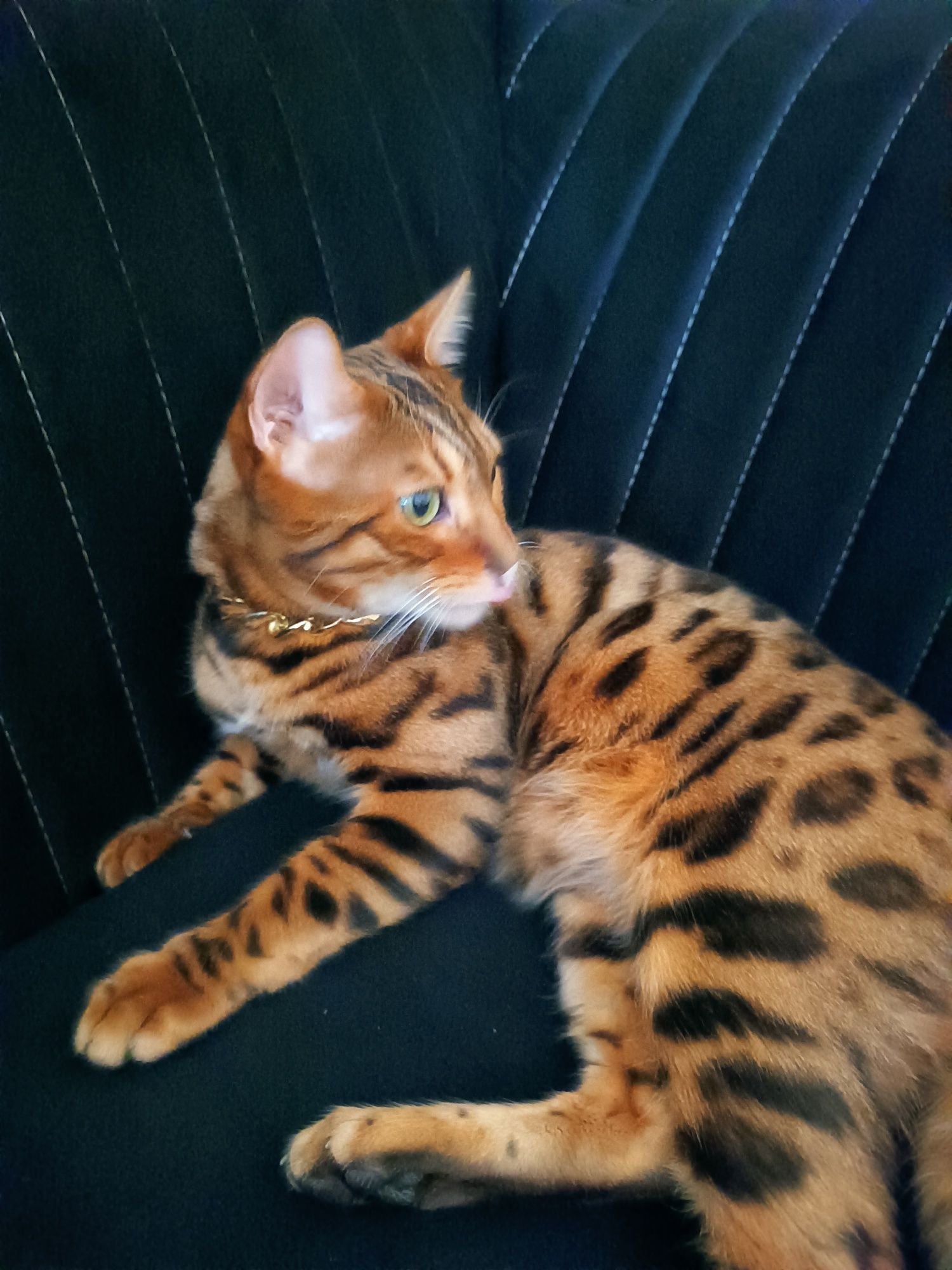 Bengaliskiy mushuk sotiladi