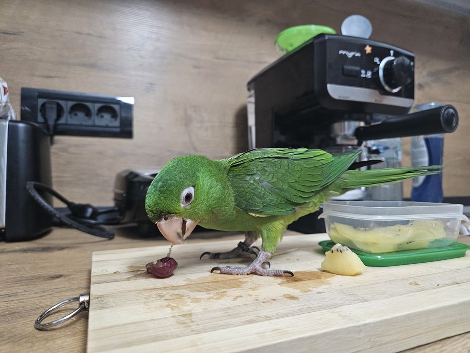 Pui papagal Conur cu Gâtul Roșu / Red Throated Conure