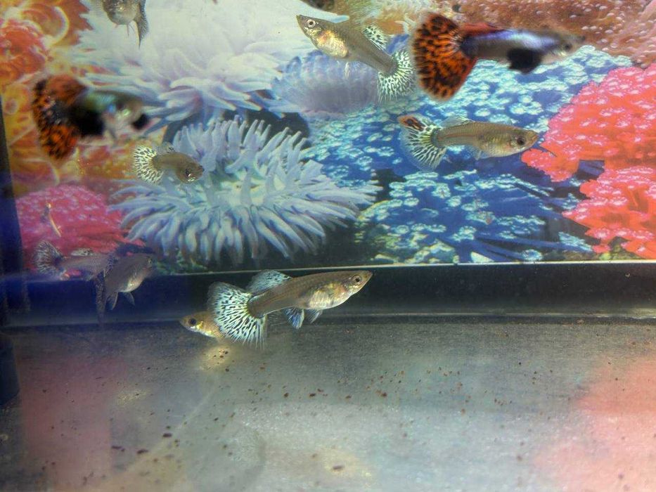 Гуппи Dambo Red Mosaic