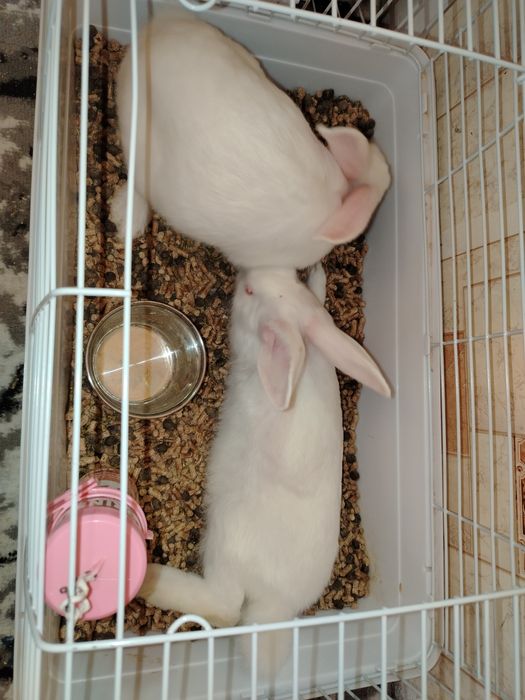 Продаются кролики