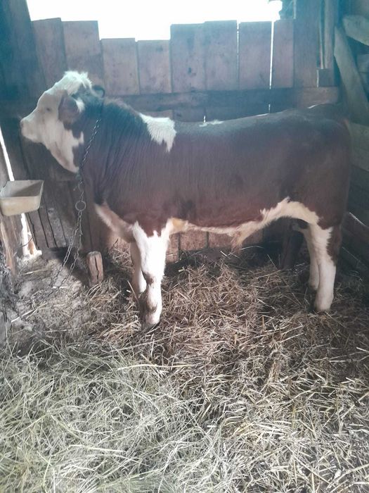 Vând șapte bucăți animale