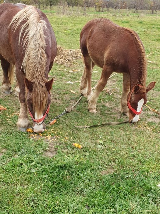 Brutus armasar de viitor mama breton și tata ardenez. Foarte blind