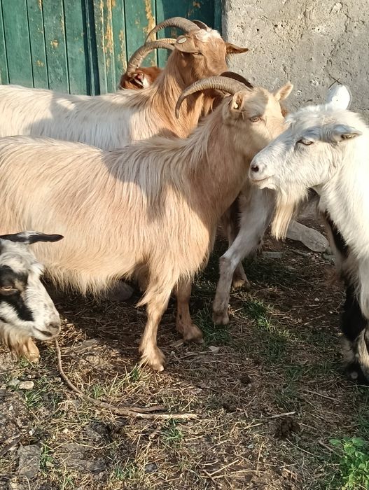 Vând capre cu lapte și capre sterpe