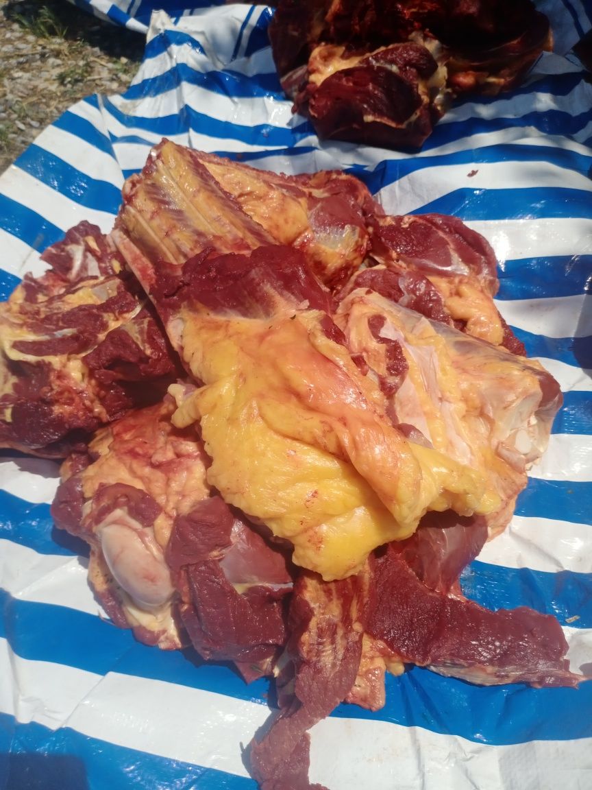 Согым бүгінге дайын мясо жылқы еті соғым