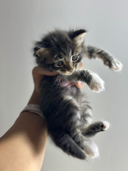 Котята в очень добрые и заботливые руки