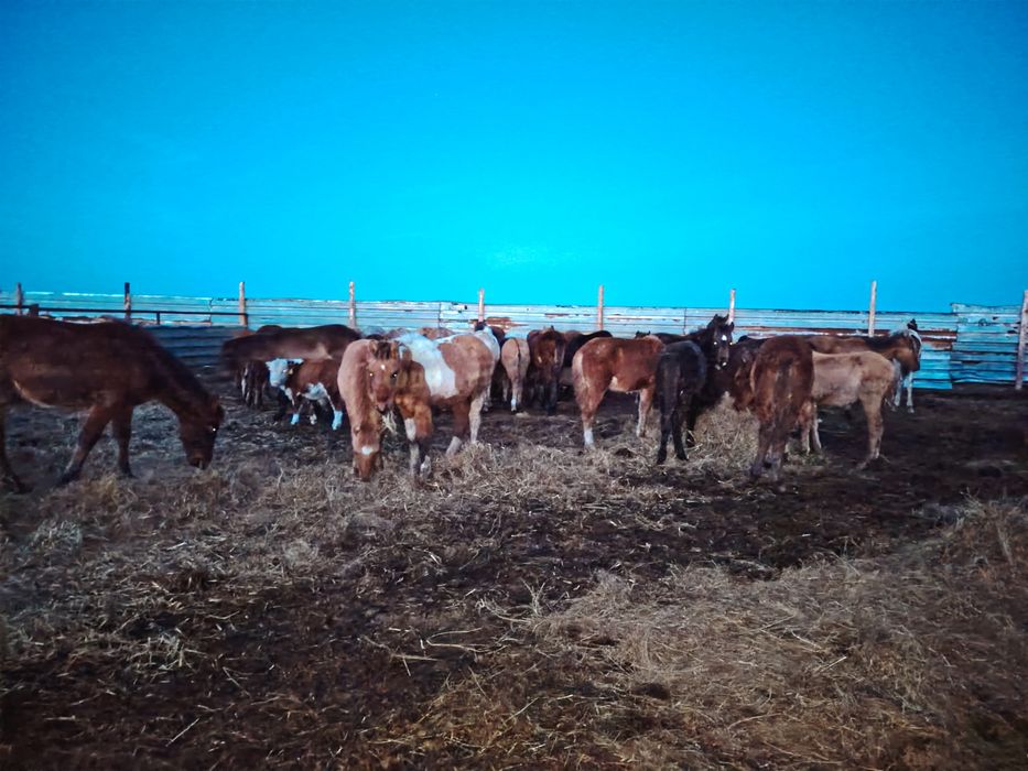 Еркек жабагылар сатылады